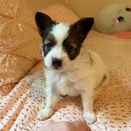 Tiger - White and sable male Papillon puppy in Blossvale, New York from Glenara Collies & Papillons