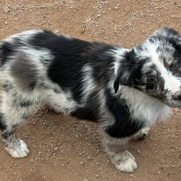 Lumina - Blue merle female Australian Shepherd puppy in San Tan Valley, Arizona from Mott Ranch - Blazin' Sun Aussies