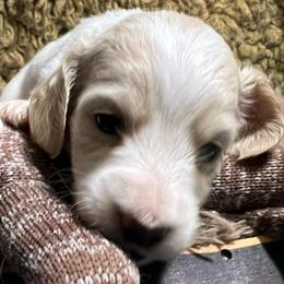 Cass girl 2 - Piebald female Dachshund puppy in Bigfork, Minnesota from Dachshunds Up North