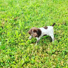 German Shorthaired Pointer Puppies from Filipiak Breeders