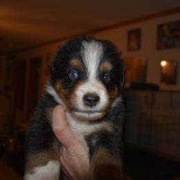 Yukon - Black tri-color male Australian Shepherd puppy in Altmar, New York from E&C Australian Shepherds