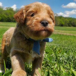 Goldendoodle Puppies from Music City Goldendoodles
