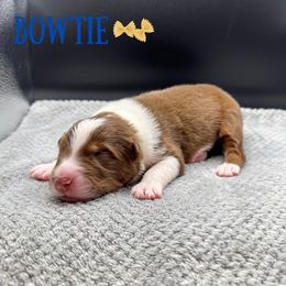 Bowtie - Red tri-color male Australian Shepherd puppy in Fort Pierce, Florida from JS Aussies