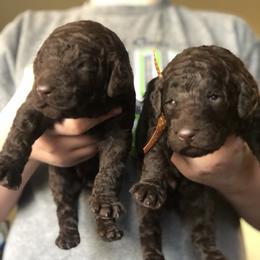 Poodle Puppies from Oakridge Standard Poodle