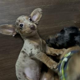 Dachshund Puppies from L & J Kennel