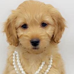 Goldendoodles from Nay Nays Mini Doodles