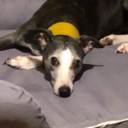 Whippet All Grown Up from Timbreblue Whippets