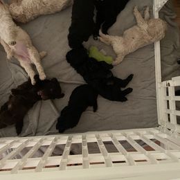 Poodle Puppies from Miss Vickie’s Poodles