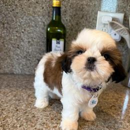 AKC Louie- Champion Blood Line - Gold and white male Shih Tzu puppy in Long Beach, California from Prieto Shih-Tzu's