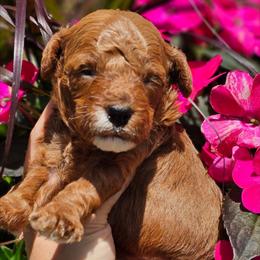 Waylon - Apricot male Poodle puppy in Salem, Missouri from Meadowbrook Poodles