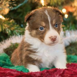 Alder - Tri-color Border Collie puppy in Olive Hill, Kentucky from SaturnMoon MAS & BC