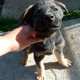 Girl 4 - German Shepherd puppy in Texas from Figueroa's K9