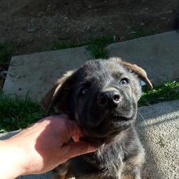 Girl 4 - German Shepherd puppy in Texas from Figueroa's K9