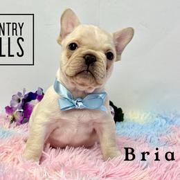 Briar(2500 AKC limited pet) - Cream male French Bulldog puppy in Pleasant Hope, Missouri from Ooh La La Doxies