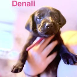 Denali Hot Pink collar, female - Black female Labrador Retriever puppy in Moore, Oklahoma from Okiehuntinboyz Labrador Retrievers