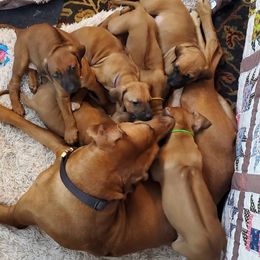 Rhodesian Ridgebacks from Amy's Rhodesian Ridgebacks