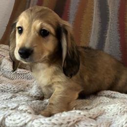 Jagger - Cream male Dachshund puppy in Mesa, Arizona from Ruby Desert Doxies