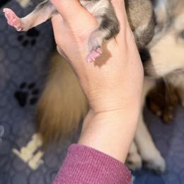 Girl 1 - Silver and white female Pomsky puppy in Centerville, Iowa from LJ Kennels Pomskies, LLC
