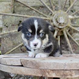 Jaq - White and black male Pembroke Welsh Corgi puppy in Valley, Washington from Corgis of the Mountain Valley