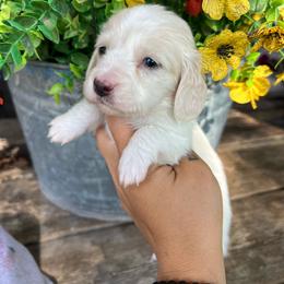 Cream piebald - Piebald female Dachshund puppy in Payette, Idaho from NT Mini Doxies