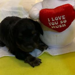NICKI AKC REGISTERED MALE - Black and tan male Dachshund puppy in Elizabethtown, Kentucky from Teeny Tiny Puppy Tails
