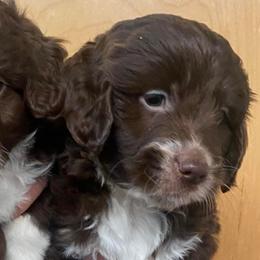 Australian Labradoodles, Australian Shepherds, Goldendoodles, and Labrador Retrievers from FitzGerald Kennels