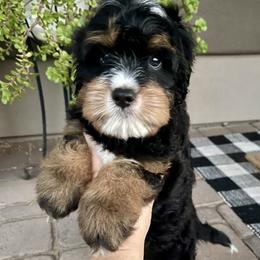 Rocket - male Double Doodle puppy in Superior, Arizona from Mountain Bridge Doodles