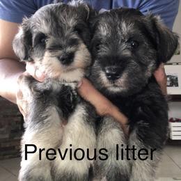 Miniature Schnauzer Puppies from JC miniature schnauzers