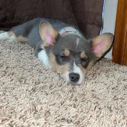 "Silvie " Pembroke Welsh Corgi Puppies from Gotta Chase Em All Corgis