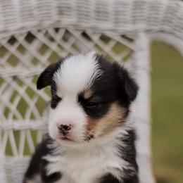American Corgi and Pembroke Welsh Corgi Puppies from High Cotton Corgis