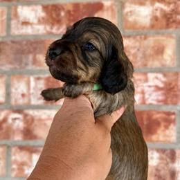 Earl - Cream male Dachshund puppy in Deming, New Mexico from FoxieDoxies of New Mexico