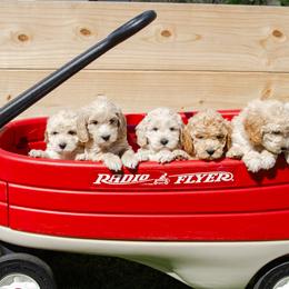Goldendoodle and Poodle Puppies from Rockin R Doodles