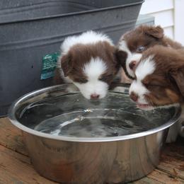 Australian Shepherd Puppies from Starlit Grove Australian Shepherds