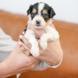Biscuit - Tri-color male Bernedoodle puppy in Dundee, Ohio from Down Home Doodle