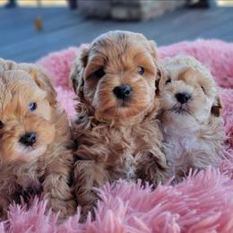 Shihpoo puppies from Pilot Hill Teddy Bear Puppies