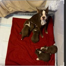 Gabby - Boston Terrier