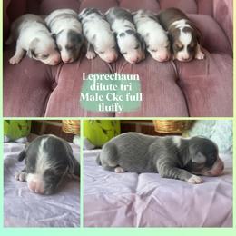 Leprechaun - Blue male Pembroke Welsh Corgi puppy in Saint George, South Carolina from Carolina cotton candy corgis