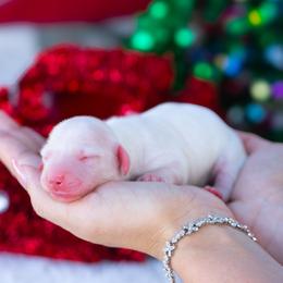 Bubbles - Cream female Dachshund puppy in Fort Myers, Florida from Blossom Paws
