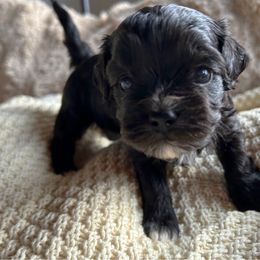 Girl 3 - Black and white female Shihpoo puppy in Seymour, Tennessee from Mel’s Teddy Bear Puppies
