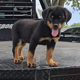Girl 3 - Black and mahogany female Rottweiler puppy in Holts Summit, Missouri from Hurleyhaus Rottweilers