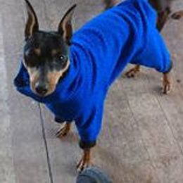 Miniature Pinscher All Grown Up from Lynn Knapp