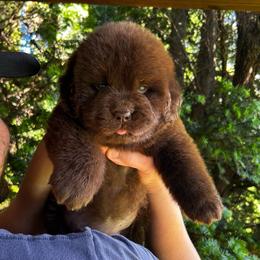 Brown Female - Brown female Newfoundland puppy in New York from Johnson Farms