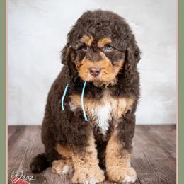 Troy - Brown and tan male Cockapoo puppy in Connersville, Indiana from Deaz Doodle Ranch