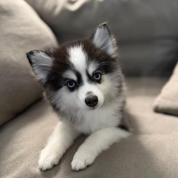 Bubbles - Black and white female Pomsky puppy in West Sacramento, California from Pinkie's Pomskies