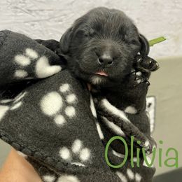 Girl 2 - Black Newfoundland puppy in Tully, New York from Bear Paw Newfoundlands
