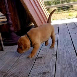 Labrador Retriever Puppies from Canyon River Outfitters
