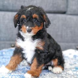 Sears - Tri-color male Bernedoodle puppy in Dundee, Ohio from Down Home Doodle