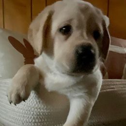 Labrador Retrievers from Mountain Breeze Labradors