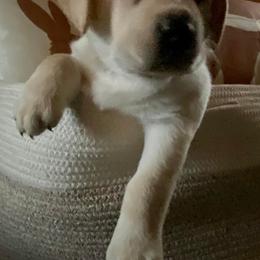 Labrador Retrievers from Mountain Breeze Labradors