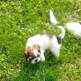 Cocker Spaniels from Kathy's Cocker Spaniels